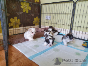 Photo №1. maltese dog - for sale in the city of Goslar | 317$ | Announcement № 81808