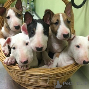 Photo №1. bull terrier - for sale in the city of Франкфурт-на-Майне | negotiated | Announcement № 138417