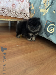 Photo №3. Girl Pomeranian Spitz, Kiara. Russian Federation