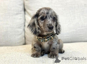 Photo №1. dachshund - for sale in the city of Remich | negotiated | Announcement № 169273