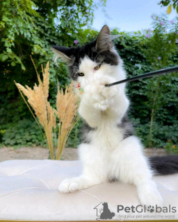 Photo №2 to announcement № 133052 for the sale of maine coon - buy in United States private announcement
