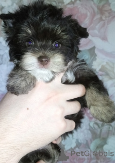 Photo №2 to announcement № 9968 for the sale of yorkshire terrier - buy in Russian Federation breeder
