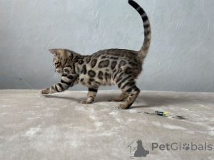 Photo №4. I will sell bengal cat in the city of Boston. private announcement, from nursery, breeder - price - negotiated