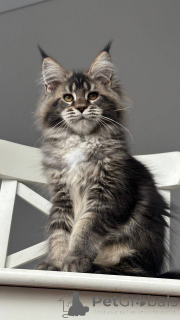 Photo №2 to announcement № 156811 for the sale of maine coon - buy in Denmark breeder