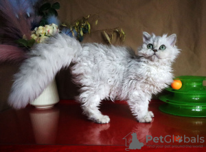 Photo №1. selkirk rex longhair - for sale in the city of Rostov-on-Don | negotiated | Announcement № 43861