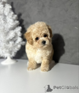 Photo №4. I will sell poodle (toy) in the city of Helsinki. private announcement, from the shelter - price - 568$