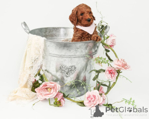 Photo №2 to announcement № 137004 for the sale of labradoodle - buy in Lithuania breeder