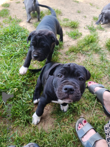 Photo №4. I will sell staffordshire bull terrier in the city of Geneva. private announcement - price - negotiated