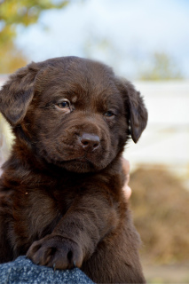 Photo №4. I will sell labrador retriever in the city of Nikolaev. from the shelter - price - 865$
