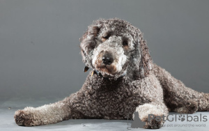 Photo №3. Tolle Labradoodle-Welpen stehen zur Adoption zur Verfügung. Germany