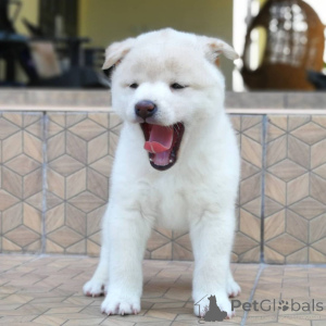 Photo №2 to announcement № 159435 for the sale of shiba inu - buy in Belgium private announcement