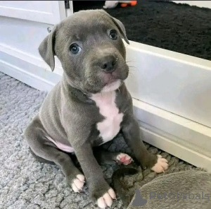 Photo №3. American pitbull terrier puppies. Germany