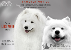 Photo №1. samoyed dog - for sale in the city of Berlin | 12$ | Announcement № 97167