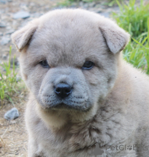 Photo №3. Chow chow puppies. Russian Federation