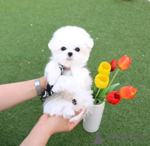 Photo №2 to announcement № 99302 for the sale of maltese dog - buy in United States breeder