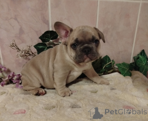 Photo №1. french bulldog - for sale in the city of Minsk | 581$ | Announcement № 160929