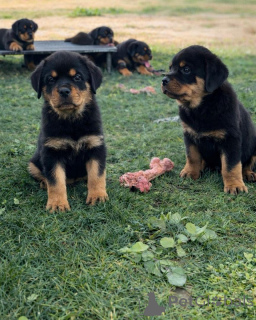 Photo №1. rottweiler - for sale in the city of Berlin | negotiated | Announcement № 166816