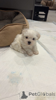 Photo №1. maltese dog - for sale in the city of Antwerp | Is free | Announcement № 161610