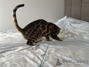 Additional photos: Gorgeous Bengal boy for breeding