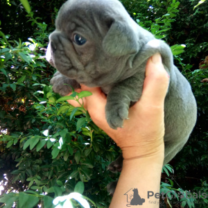 Photo №1. french bulldog - for sale in the city of Дружба | 1100$ | Announcement № 7274