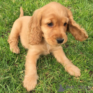 Photo №1. american cocker spaniel - for sale in the city of Munich | Is free | Announcement № 95909