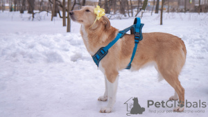 Photo №4. I will sell non-pedigree dogs in the city of Москва. from the shelter - price - Is free