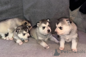Photo №1. siberian husky - for sale in the city of Erftstadt | 361$ | Announcement № 178879
