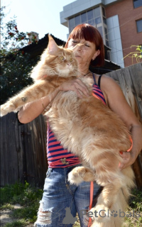 Photo №1. maine coon - for sale in the city of Irkutsk | 457$ | Announcement № 142483