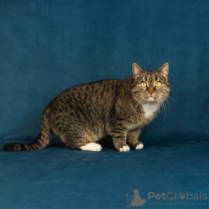 Photo №4. I will sell  in the city of Москва. private announcement - price - Is free