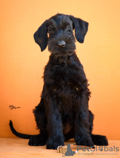 Photo №2 to announcement № 122222 for the sale of giant schnauzer - buy in Serbia 