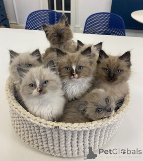 Photo №1. ragdoll - for sale in the city of Basel | negotiated | Announcement № 161154