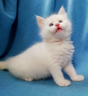 Photo №2 to announcement № 6146 for the sale of maine coon - buy in Russian Federation from nursery, breeder