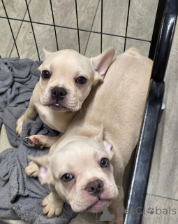 Photo №1. french bulldog - for sale in the city of Manchester | 413$ | Announcement № 171774