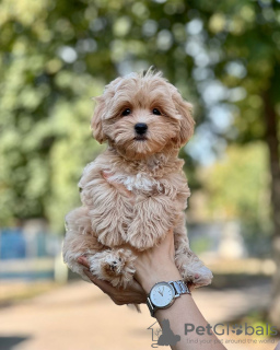 Additional photos: Maltipoo puppies raised in a family home