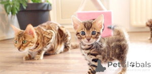 Photo №1. bengal cat - for sale in the city of Dublin | negotiated | Announcement № 177909