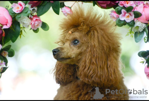 Additional photos: Toy Poodle Puppies