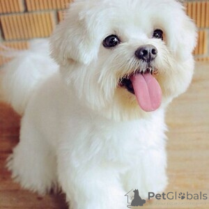 Photo №2 to announcement № 171955 for the sale of maltese dog - buy in Denmark 