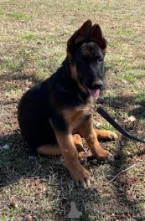 Photo №2 to announcement № 165705 for the sale of german shepherd - buy in United Kingdom private announcement, breeder