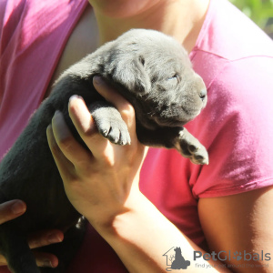 Additional photos: Cane Corso puppies