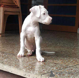 Photo №2 to announcement № 50806 for the sale of dogo argentino - buy in United States private announcement