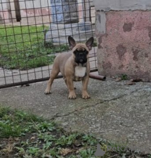 Photo №1. french bulldog - for sale in the city of Zrenjanin | negotiated | Announcement № 77415