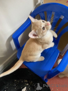 Photo №4. I will sell burmese cat in the city of Bregenz. breeder - price - 235$