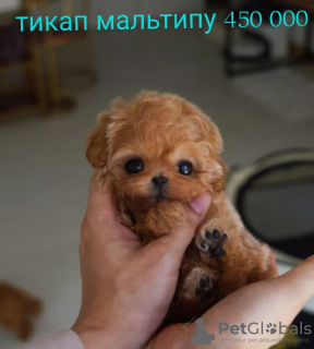 Additional photos: Maltipoo babies 4 months up to 1 kg