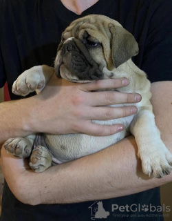 Additional photos: English bulldog