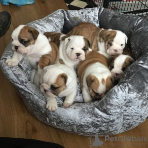 Photo №1. english bulldog - for sale in the city of Bamberg | 423$ | Announcement № 118107