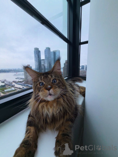 Photo №2 to announcement № 155508 for the sale of maine coon - buy in Germany private announcement