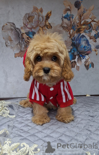 Photo №4. I will sell kavapu in the city of Minsk.  - price - 1000$