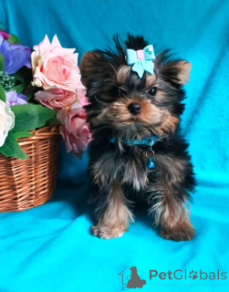 Photo №2 to announcement № 139047 for the sale of yorkshire terrier - buy in Russian Federation private announcement