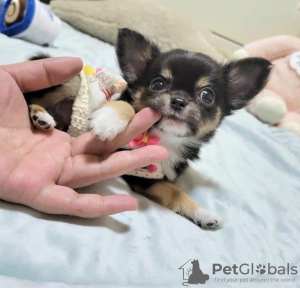 Photo №1. chihuahua - for sale in the city of Montreal | 500$ | Announcement № 103612