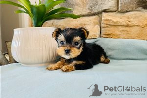 Photo №3. Teacup Yorkshire Terrier Puppy for free adoption. Germany